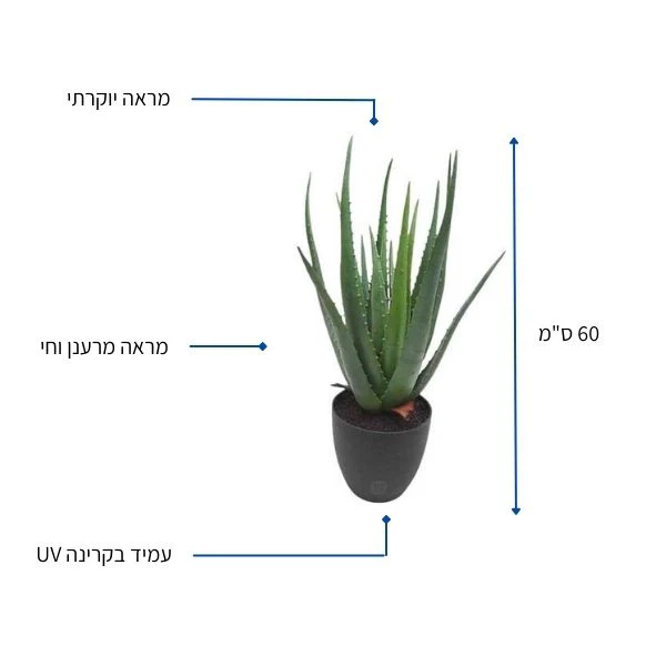 תמונה ממוזערת 2